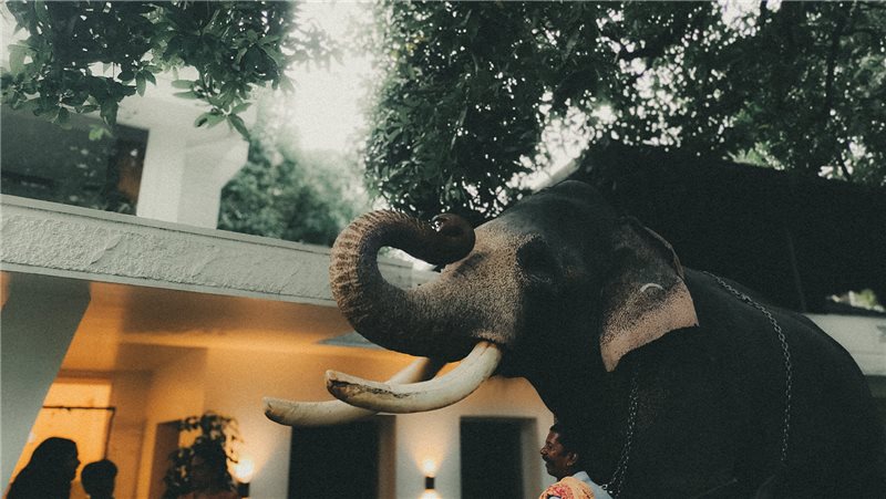 An elephant raising its trunk beside a building