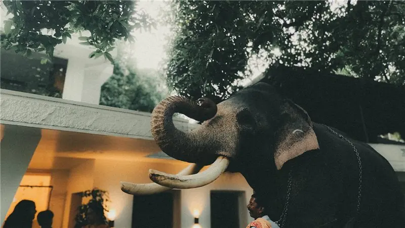 An elephant raising its trunk beside a building