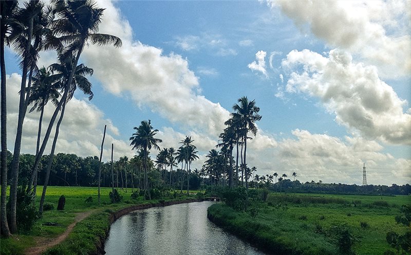 Palm trees and a winding waterway beneath clouds