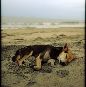 A dog sleeping on the sand