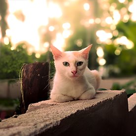 A white cat resting near greenery