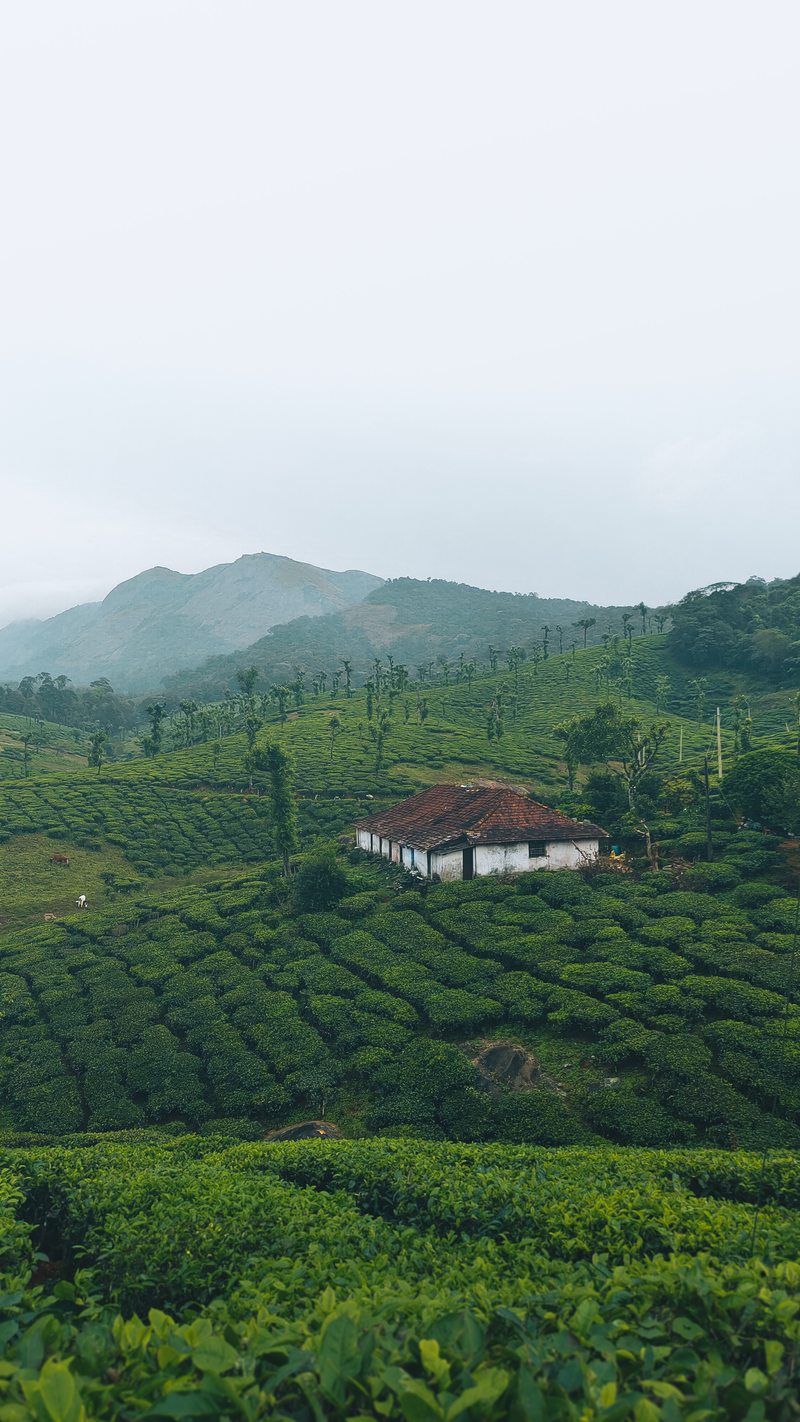 A white house surrounded by patterned tea fields and misty hills