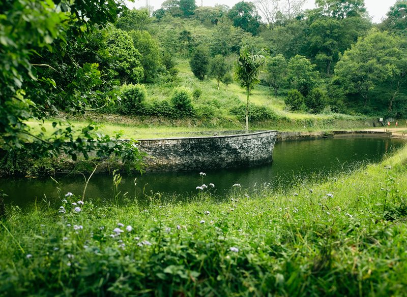 A stone bank curving around still water surrounded by lush plants