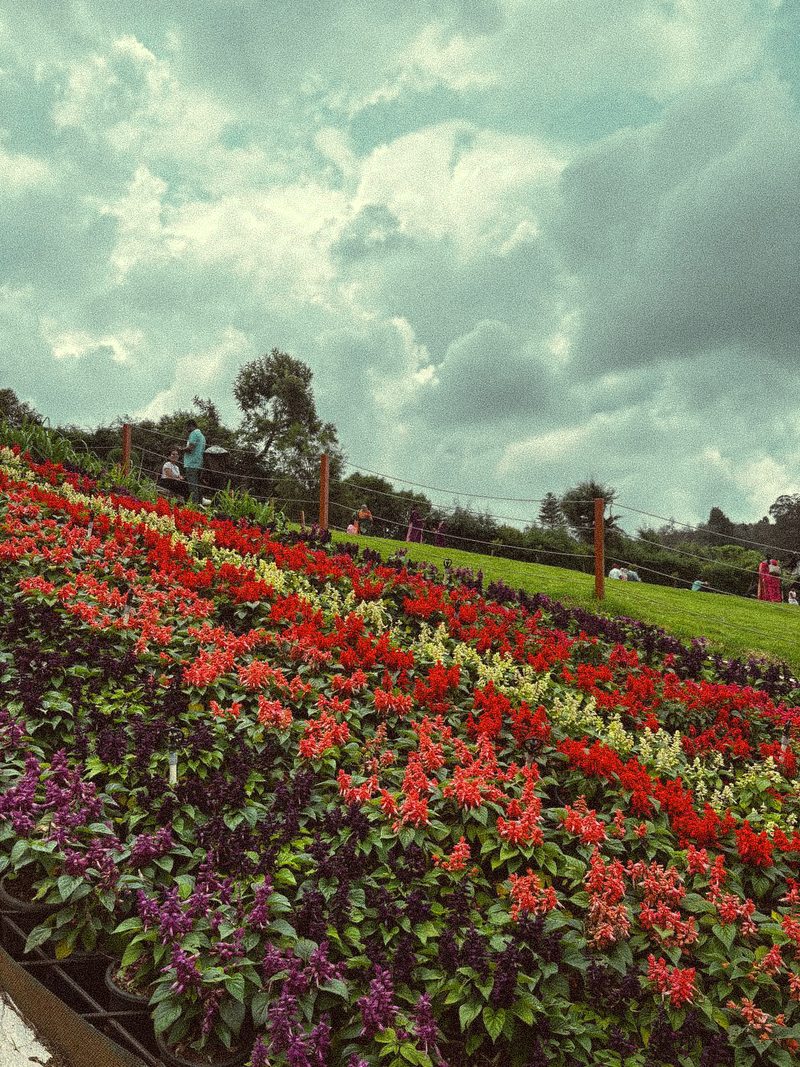 Rows of red and purple flowers beneath a bright cloudy sky
