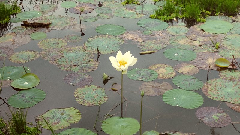 A pale water lily rising above round leaves on a still pond
