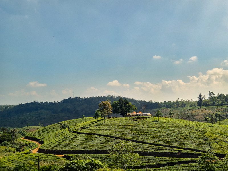 Rows of tea bushes crossing a green hillside beneath a pale blue sky