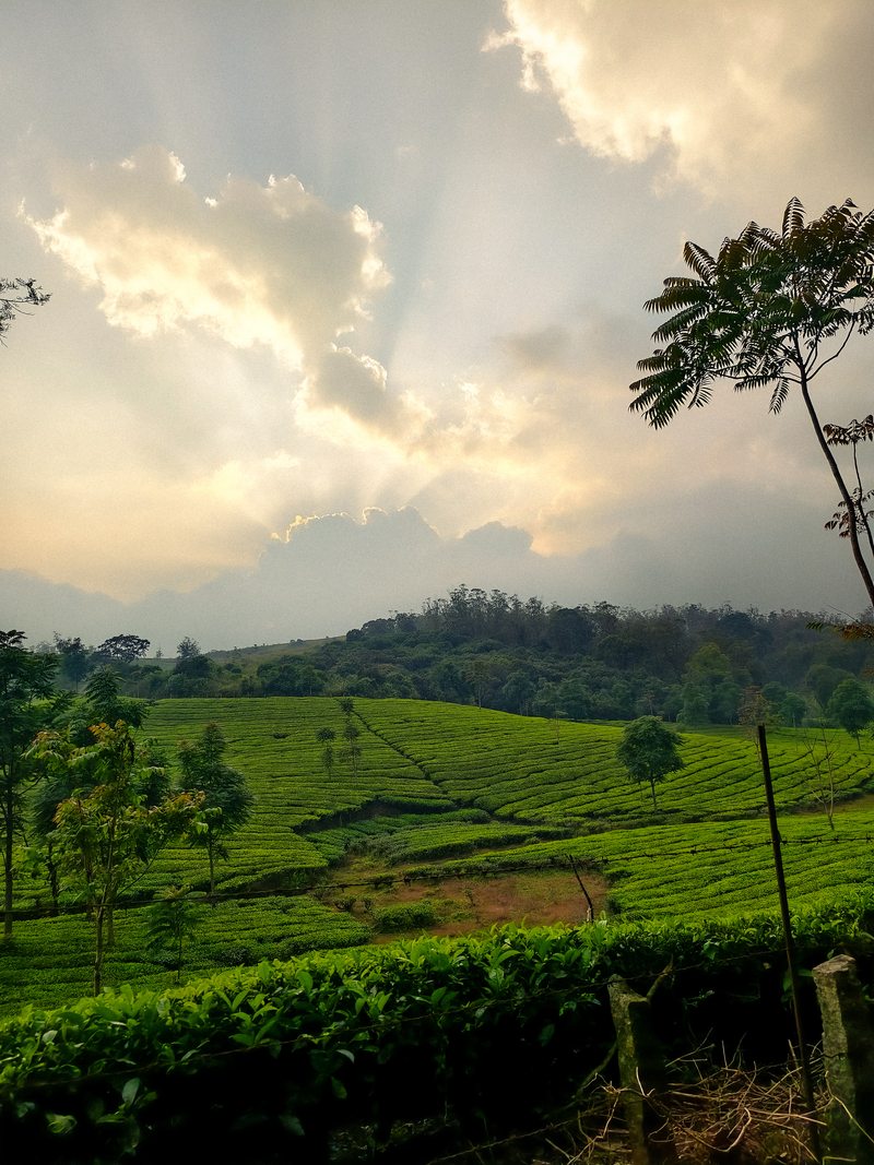 Tea-covered slopes beneath glowing clouds near the end of the day