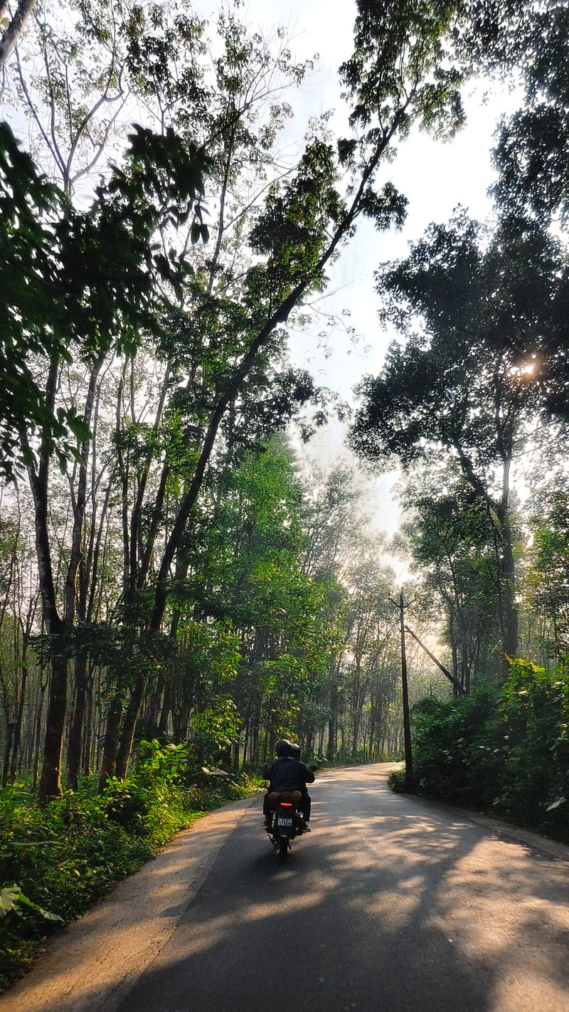 A motorcyclist following a narrow road through tall trees