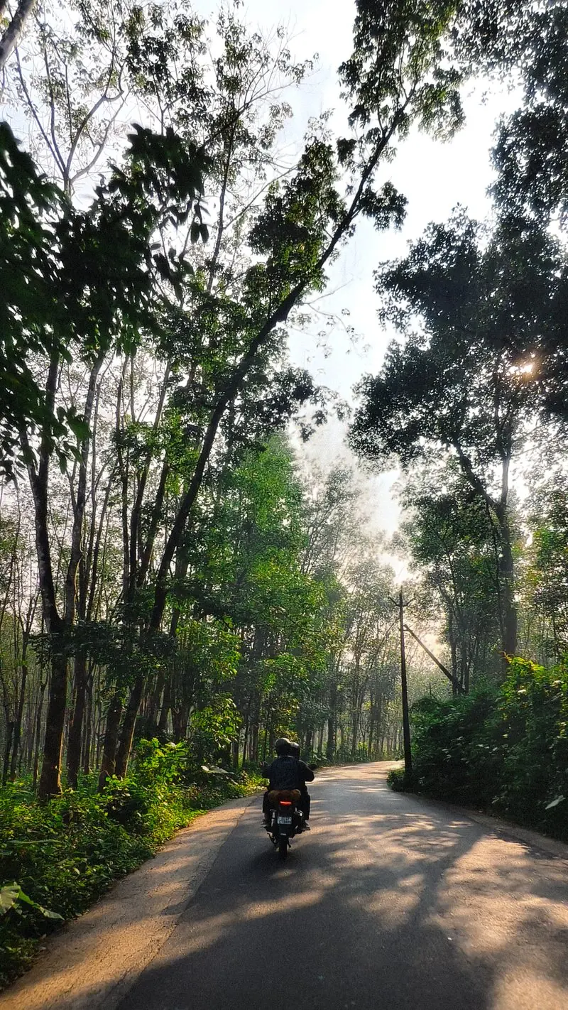 A motorcyclist following a narrow road through tall trees