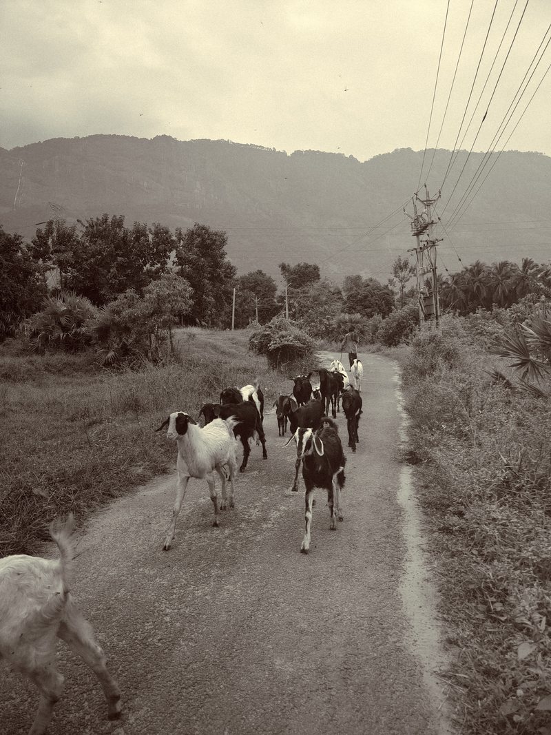 Cattle walking along a narrow rural lane in a monochrome photograph