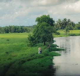 A grassy bank and trees beside a waterway
