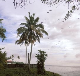 A coconut palm beneath a pale cloudy sky