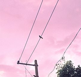 Utility lines and a bird against a pink sky