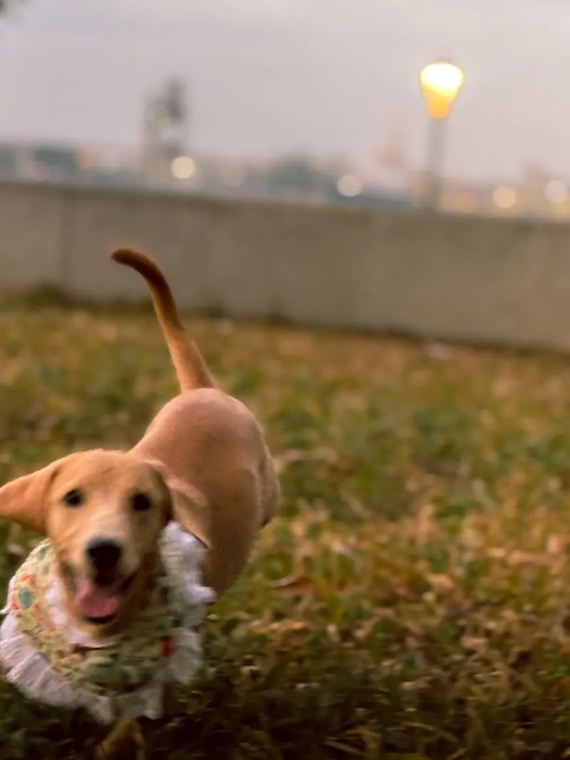A brown dog looking toward the camera from the grass