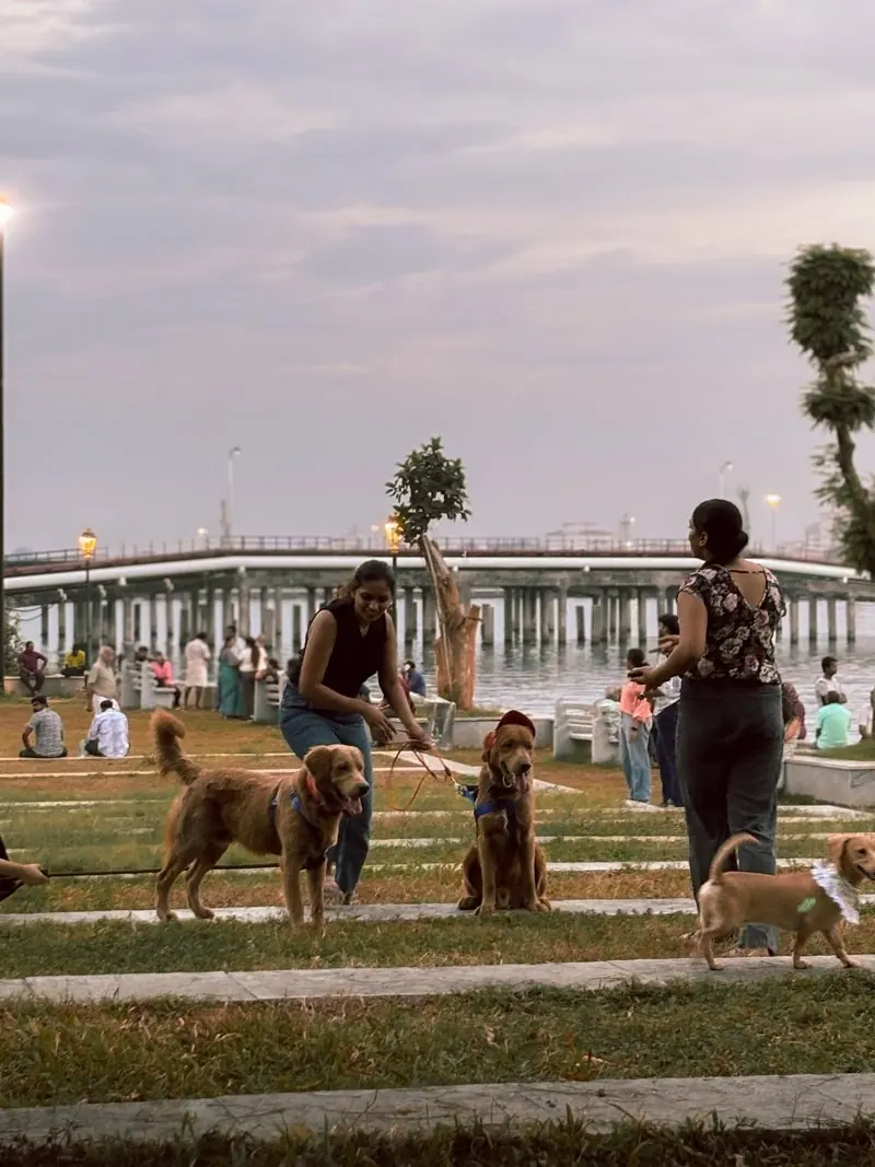 People and dogs gathered in a park beside a railing