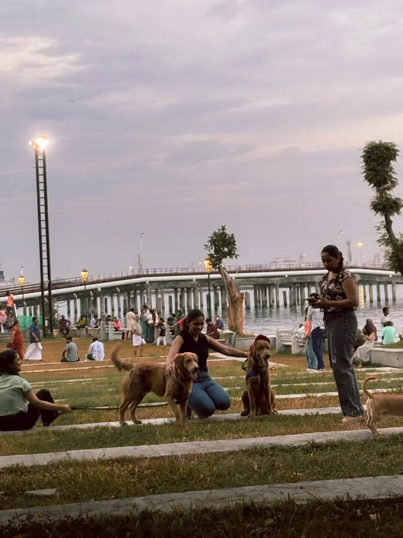 People standing with dogs on a lawn beneath an evening sky