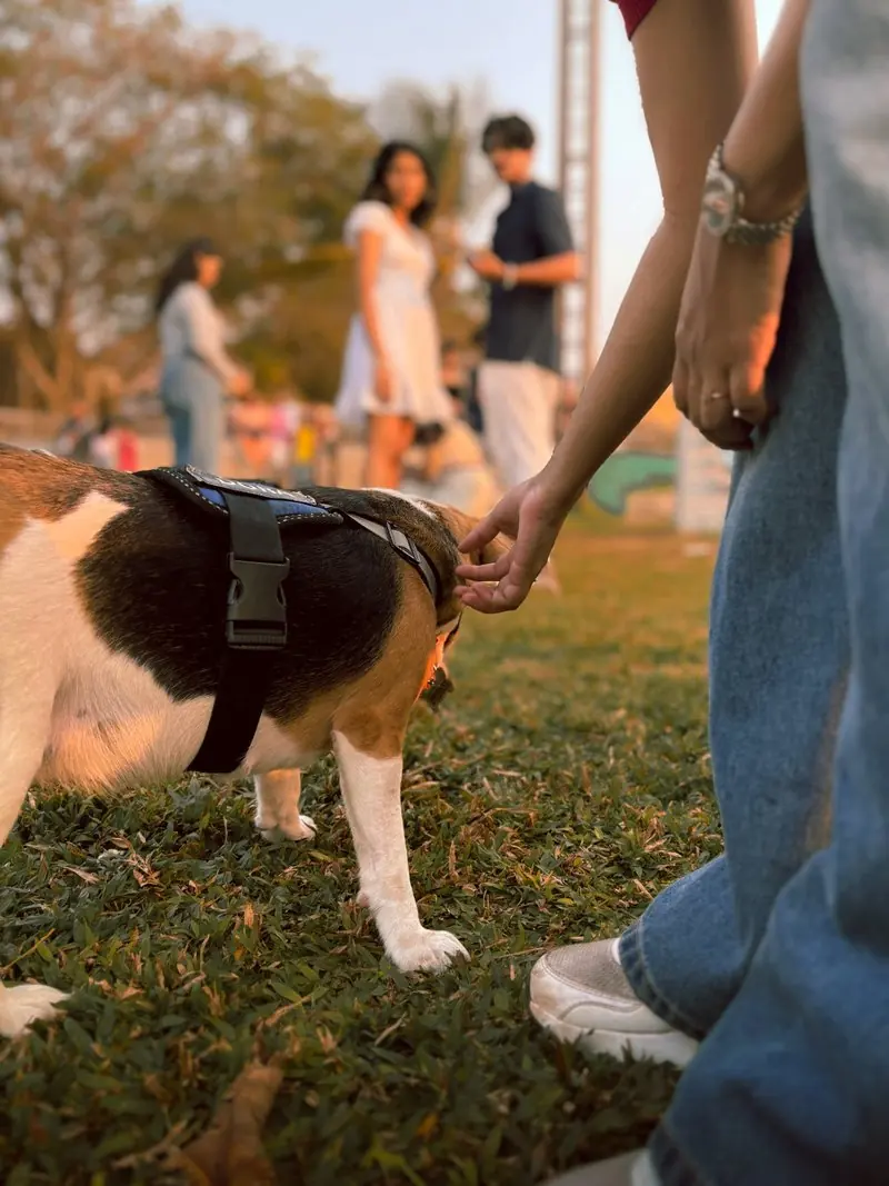 A person reaching toward a small dog on the grass