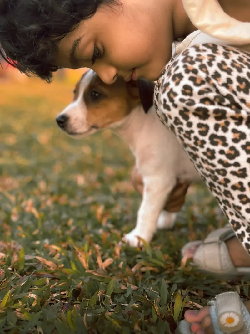A small brown and white dog being held by a person