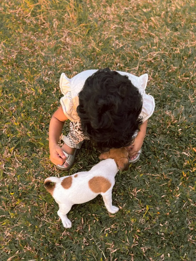A small dog looking upward from a persons arms