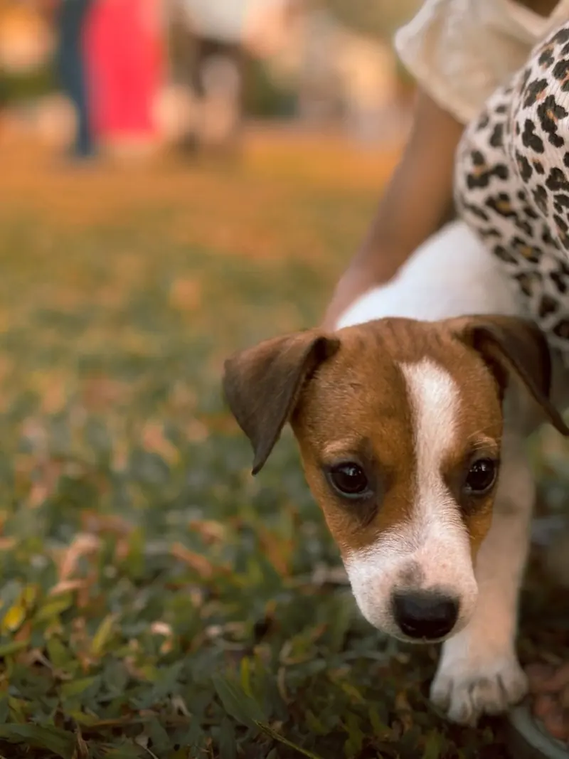 A close view of a brown and white puppy being held