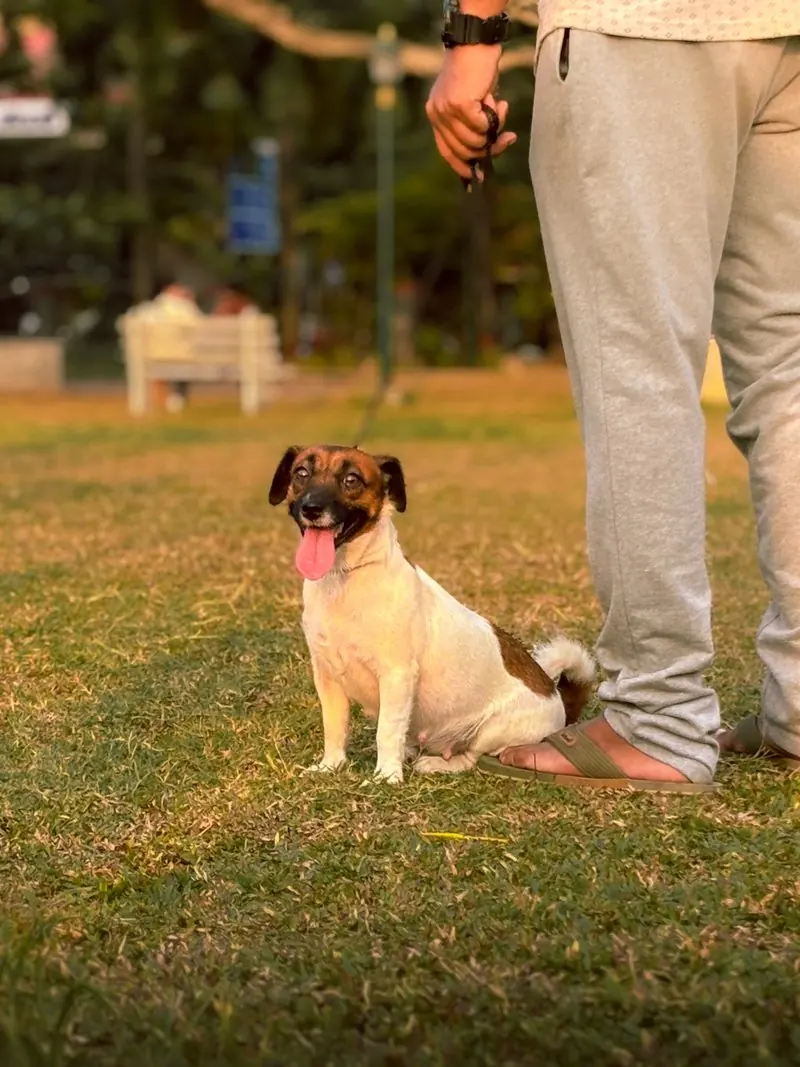 A dog sitting on the grass beside a standing person