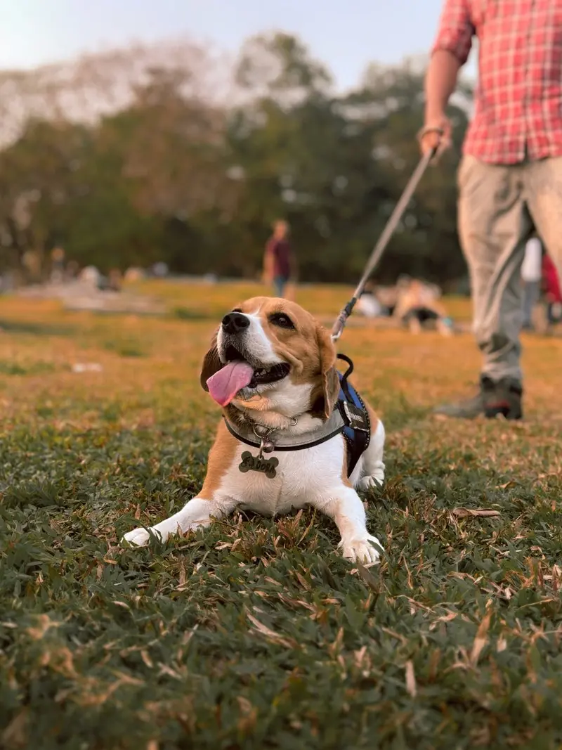 A dog resting on a grassy lawn with its tongue out