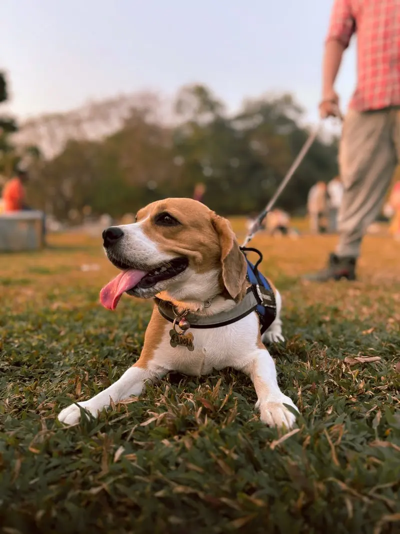 A dog relaxing in the park with people in the background