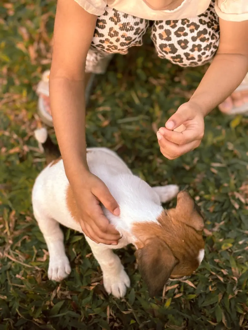 A person gently holding a puppy over the grass
